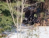 Raven_0048