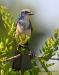 Florida Scrub Jay 09