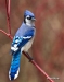 Blue Jay 05