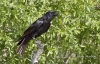 Fish Crow 01