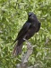 Fish Crow 02