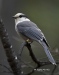 Gray Jay 01