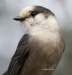 Gray Jay 02