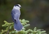 Gray Jay 03