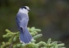 Gray Jay 03