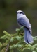 Gray Jay 04