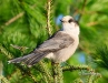 Gray Jay 05