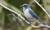 Florida Scrub Jay 01