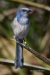 Florida Scrub Jay 05