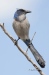 Florida Scrub Jay 02