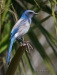 Florida Scrub Jay 06