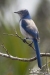 Florida Scrub Jay 03