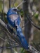 Florida Scrub Jay 08