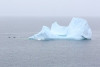 Newfoundland_0146_web