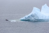 Newfoundland_0164_web