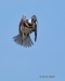 Belted Kingfisher 01