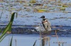 Belted Kingfisher 04