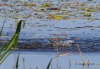 Belted Kingfisher 05