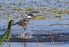 Belted Kingfisher 06