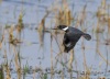 Belted Kingfisher 08