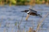 Belted Kingfisher 09