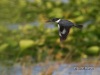 Belted Kingfisher 11