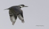 Belted Kingfisher 12