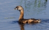 Pied-billed Grebe 03