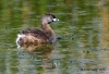 Pied-billed Grebe 04