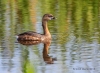 Pied-billed Grebe 02