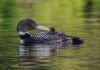 Loons 2015_0093