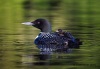 Loons 2015_0109