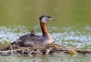Red-necked Grebe 01