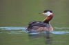 Red-necked Grebe 10