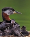 Red-necked Grebe 03