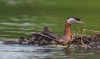 Red-necked Grebe 05