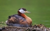Red-necked Grebe 06