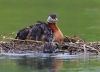 Red-necked Grebe 07