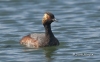 Eared Grebe 01