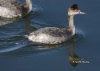 Eared Grebe 10