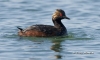 Eared Grebe 02