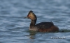 Eared Grebe 03