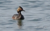 Eared Grebe 04