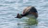 Eared Grebe 05