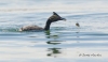 Eared Grebe 08