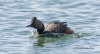 Eared Grebe 09