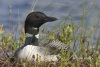 Loon 30