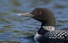 Loon 37