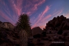 Joshua Tree 03