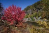 Algonquin Leaves 01